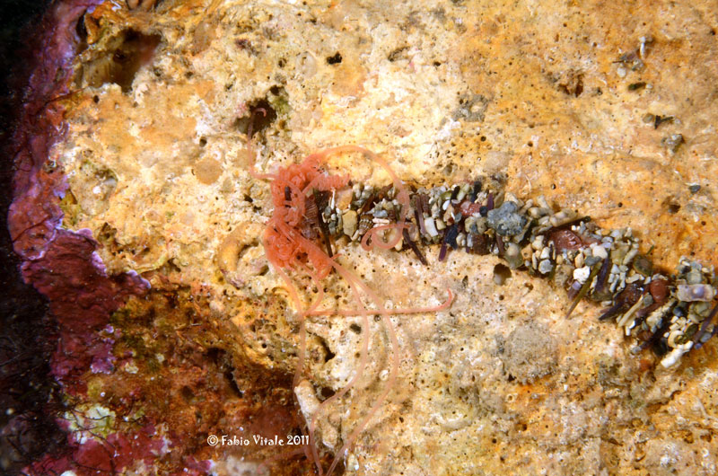 Terebelidae